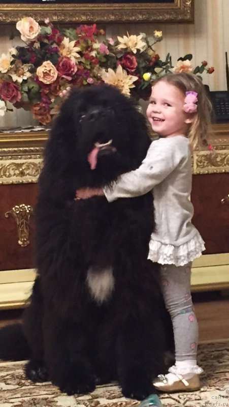 Фото: ньюфаундленд Terra Viktoriya Big Mazzi (Терра Виктория Биг Маззи)