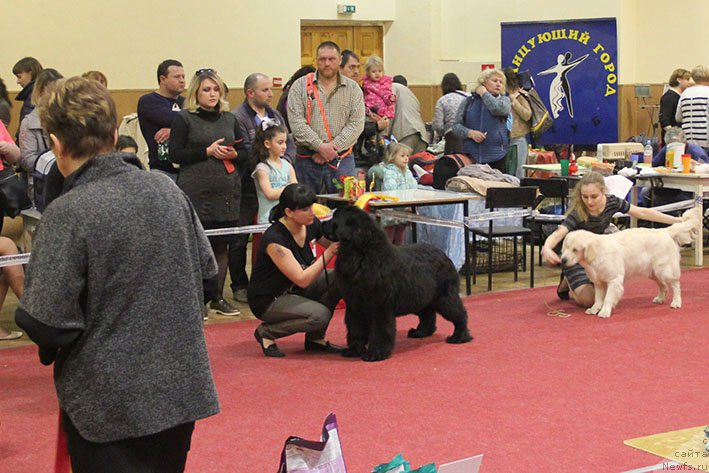 Фото: ньюфаундленд Ifidzheniya s Berega Dona (Ифиджения с Берега Дона)