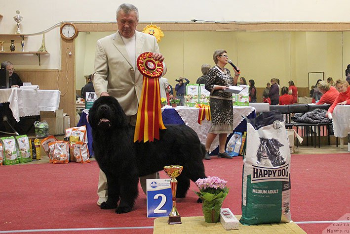 Фото: ньюфаундленд Zhorzhetta s Berega Dona (Жоржетта с Берега Дона)