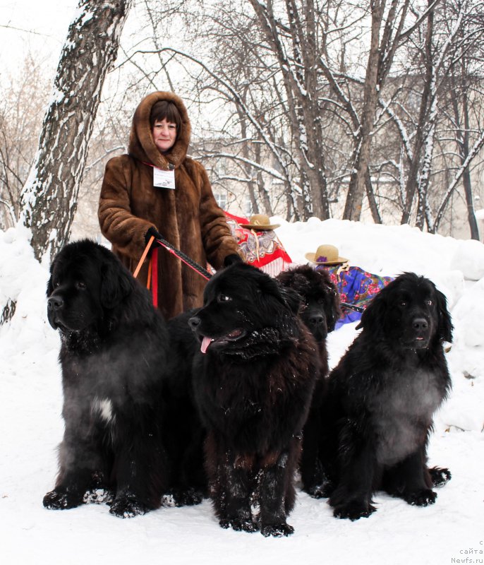 Фото: Viktoriya Fedorova (Виктория Федорова), ньюфаундленд Fiamettahauz Nusakan (Фиаметтахауз Нусакан), ньюфаундленд Fiamettahauz Tsikneus (Фиаметтахауз Цикнеус), ньюфаундленд Remi Martin Lui is Antagrada (Реми Мартин Луи из Антаграда), ньюфаундленд Super Premium Undisputed CHik (Супер Премиум Ундиспутед Чик)