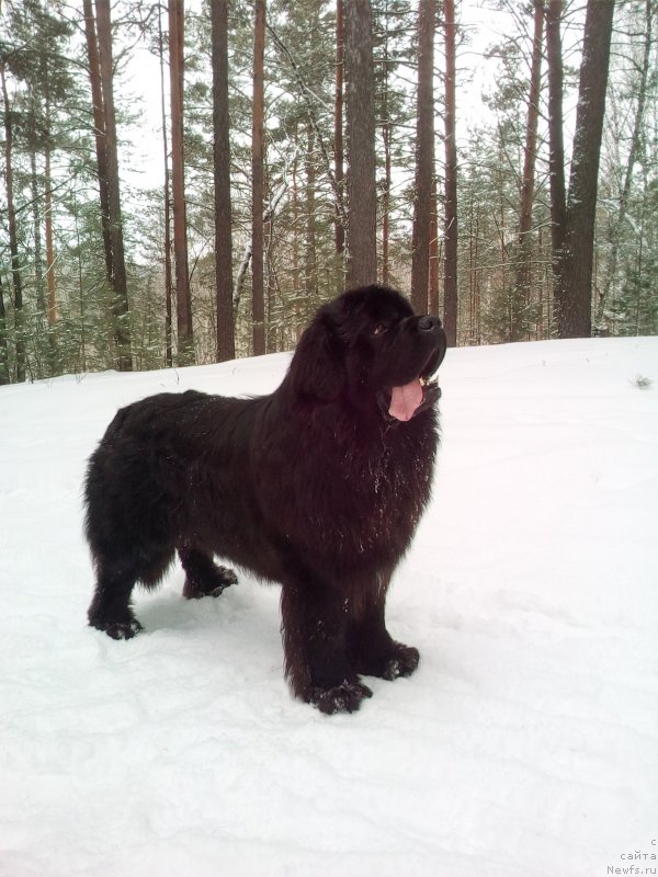Фото: ньюфаундленд Radomir iz Plemeni Kedra (Радомир из Племени Кедра)