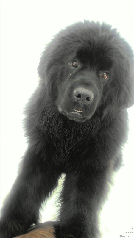 Фото: ньюфаундленд Super Premium Car' Baloven' (Супер Премиум Царь Баловень)