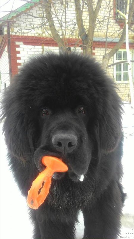 Фотография № 222026