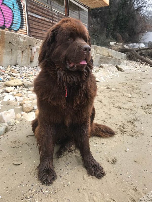 Фото: ньюфаундленд Brownblood MSK Happy Teddy (Браунблад МСК Хэппи Тедди)