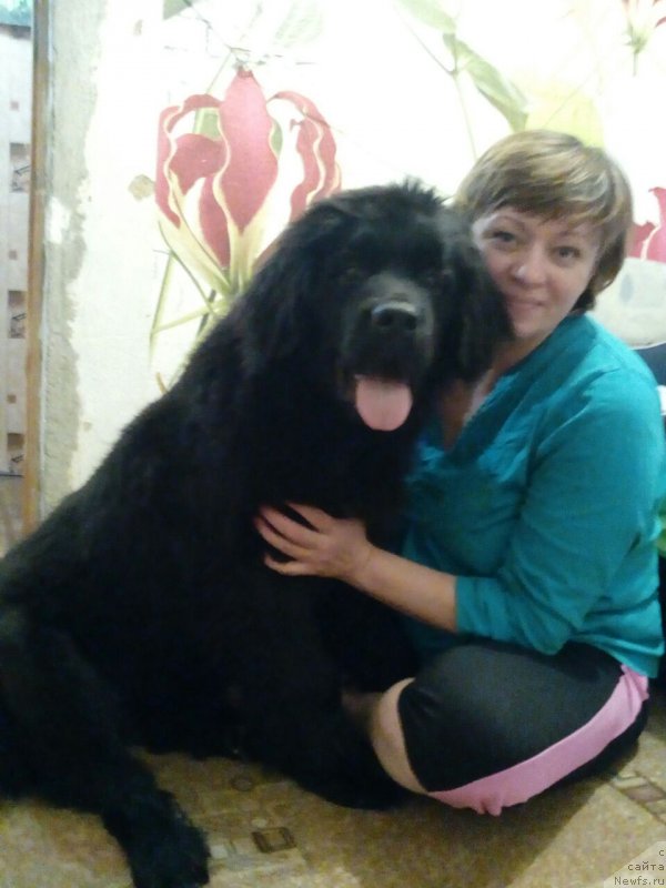 Фото: ньюфаундленд Talisman Morya Kalipso (Талисман Моря Калипсо)