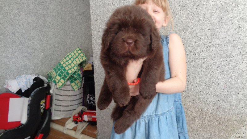 Фото: ньюфаундленд A I Super Premium (А Я Супер Премиум)