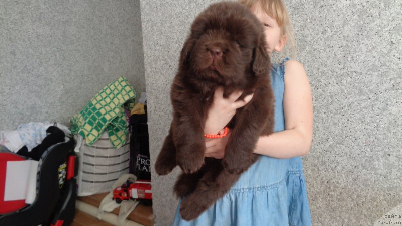 Фото: ньюфаундленд A I Super Premium (А Я Супер Премиум)