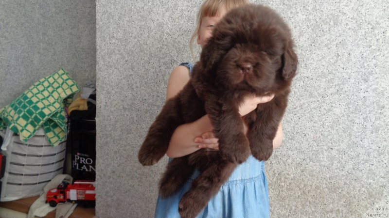 Фото: ньюфаундленд A I Super Premium (А Я Супер Премиум)