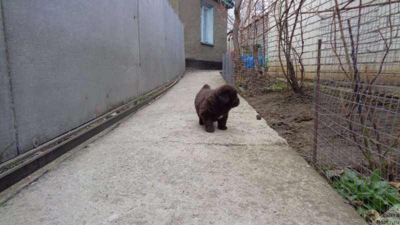 Фото: ньюфаундленд A I Super Premium (А Я Супер Премиум)