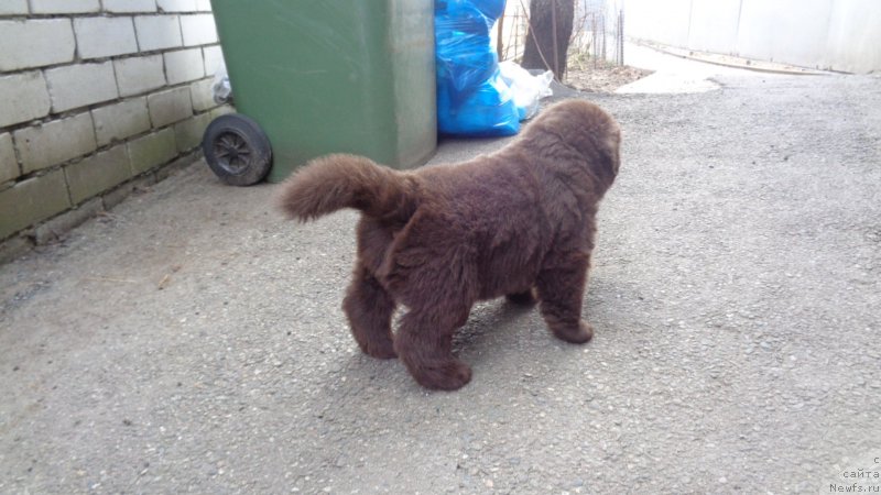 Фото: ньюфаундленд A I Super Premium (А Я Супер Премиум)