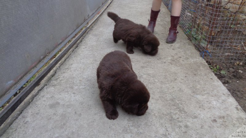 Фото: ньюфаундленд Azaliya Ditya T'myi (Азалия Дитя Тьмы), ньюфаундленд Apofeoz Bogov Zevs (Апофеоз Богов Зевс)