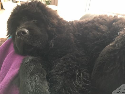 Фото: ньюфаундленд N'yufort Instinkt Vinner Knayt Itus (Ньюфорт Инстинкт Виннер Кнайт Итус)