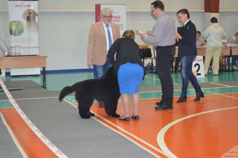 Фото: ньюфаундленд N'yufort Imperator (Ньюфорт Император)