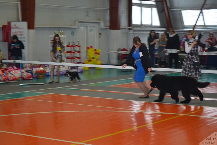 Фото: ньюфаундленд N'yufort Imperator (Ньюфорт Император)