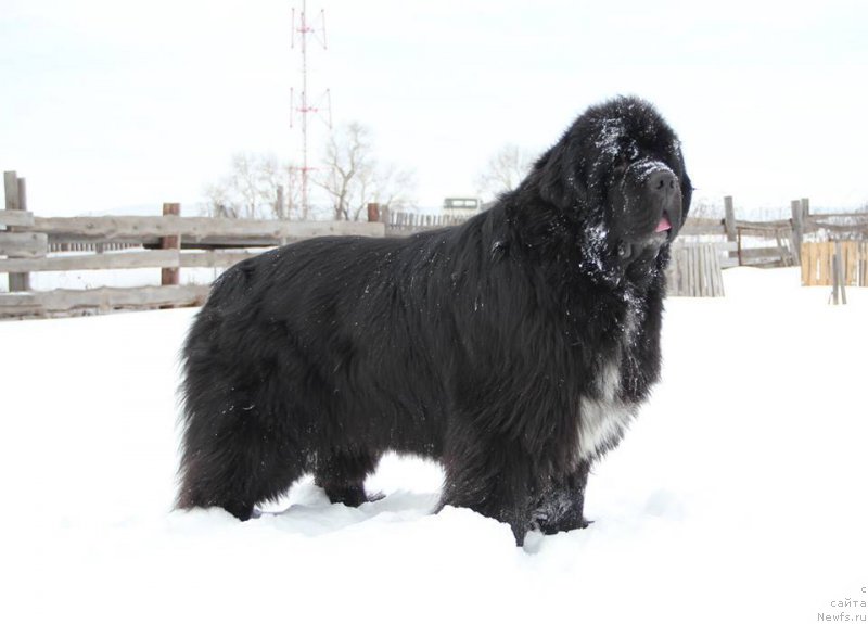 Фотография № 222050