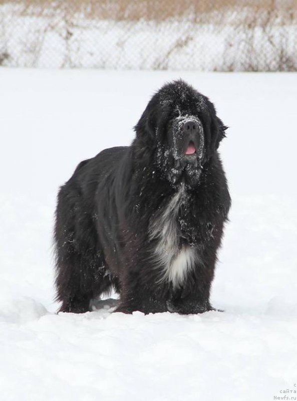 Фото: ньюфаундленд Promise To Love Midnight Bear (Promise To Love Midnight Bear)