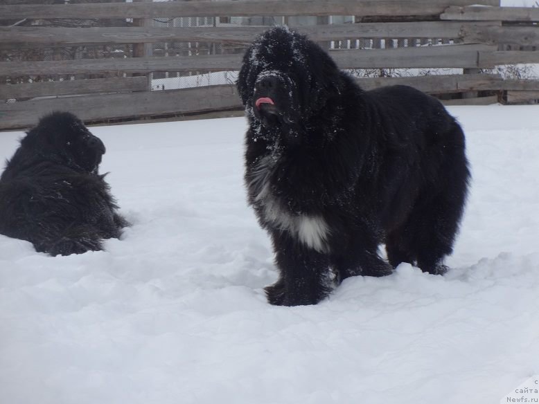 Фото: ньюфаундленд Promise To Love Midnight Bear (Promise To Love Midnight Bear)