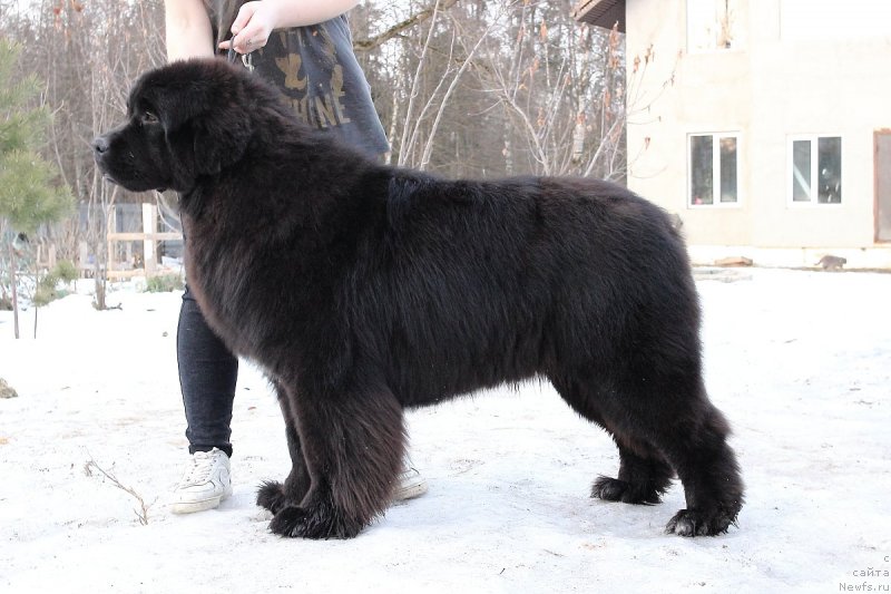 Фото: ньюфаундленд Callistos Black Tulip