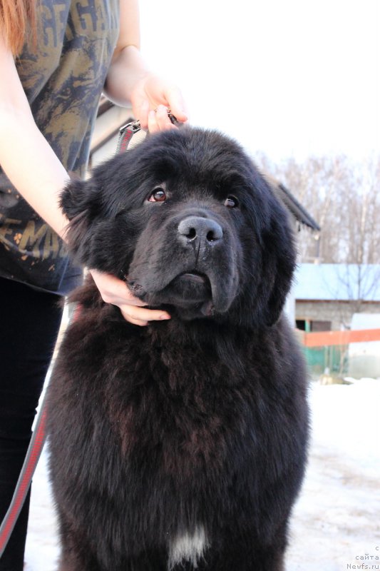 Фото: ньюфаундленд Callistos Black Tulip