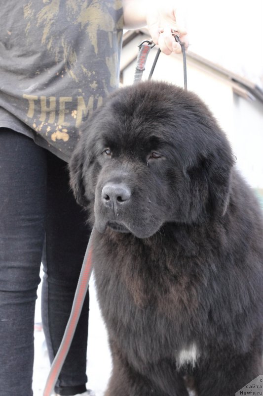 Фото: ньюфаундленд Callistos Black Tulip