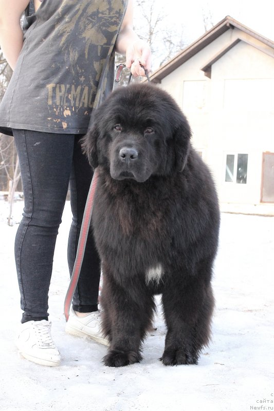 Фото: ньюфаундленд Callistos Black Tulip