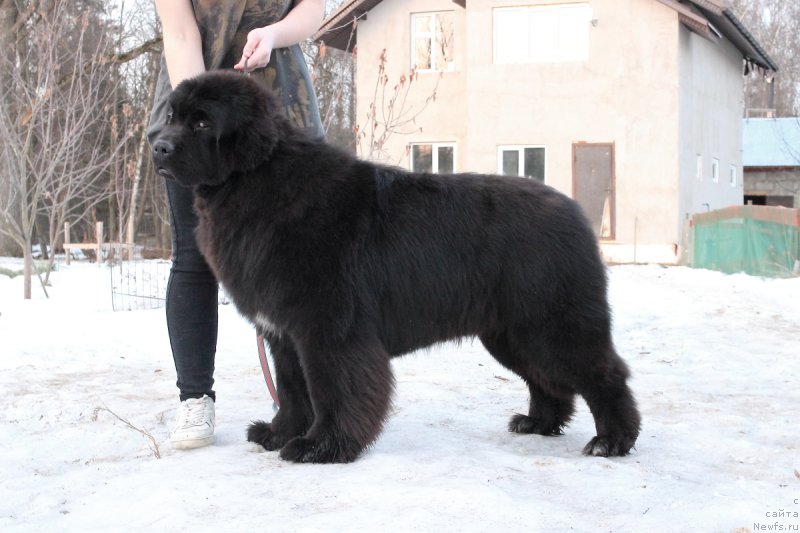 Фото: ньюфаундленд Callistos Black Tulip