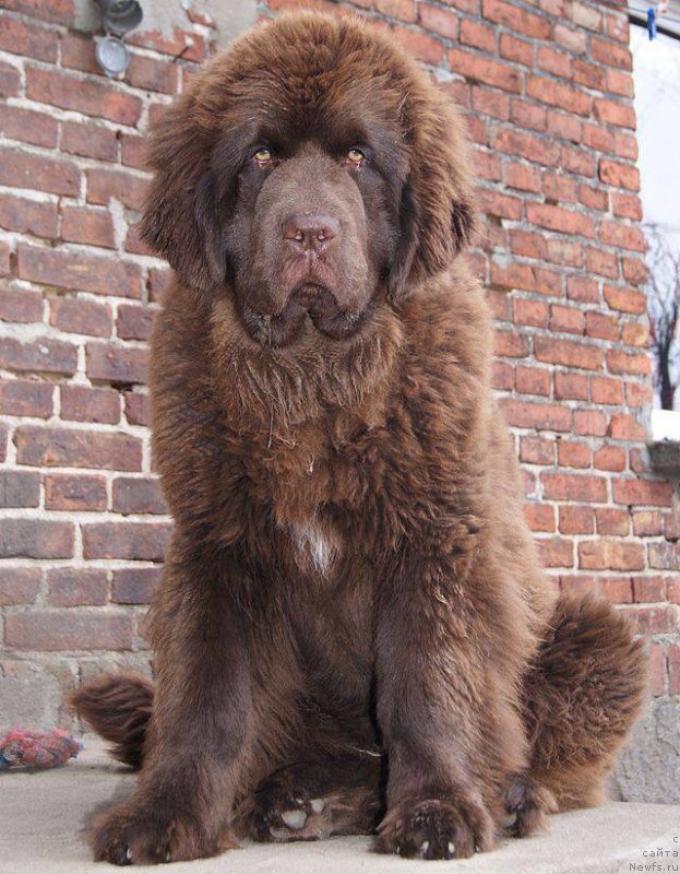 Фото: ньюфаундленд Brownblood MSK Armata Loyar Aid (Браунблад МСК Армата Лойар Аид)