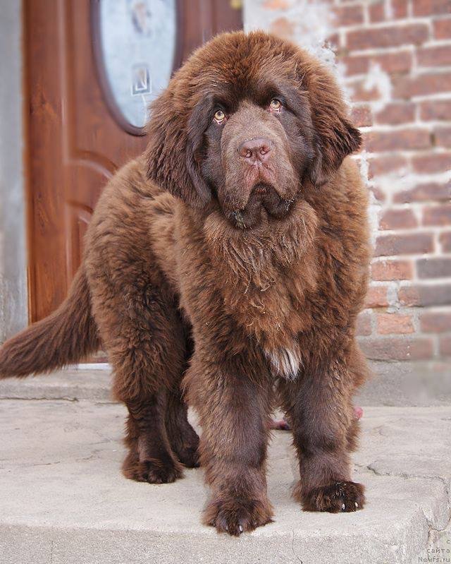 Фото: ньюфаундленд Brownblood MSK Armata Loyar Aid (Браунблад МСК Армата Лойар Аид)