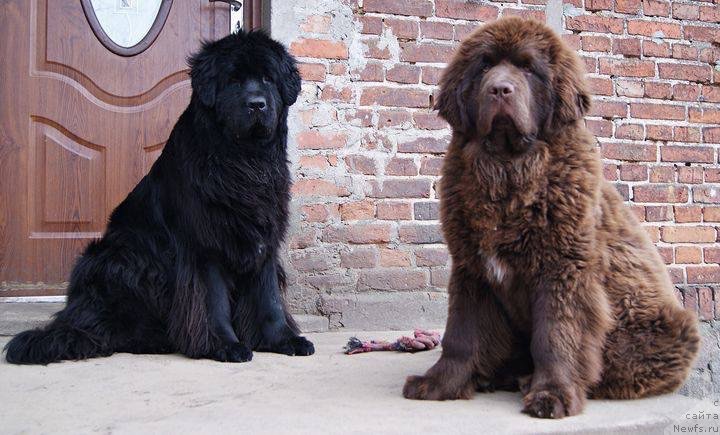 Фото: ньюфаундленд Brownblood MSK Armata Loyar Aid (Браунблад МСК Армата Лойар Аид)