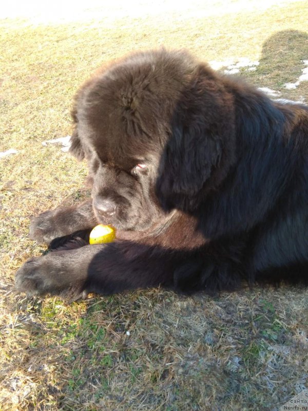 Фото: ньюфаундленд Perun is Antagrada (Перун из Антаграда)