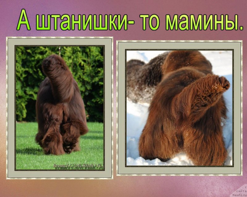 Фото: ньюфаундленд Newgraden Cancrimo Lady Dee, ньюфаундленд Faraon Cancrimo