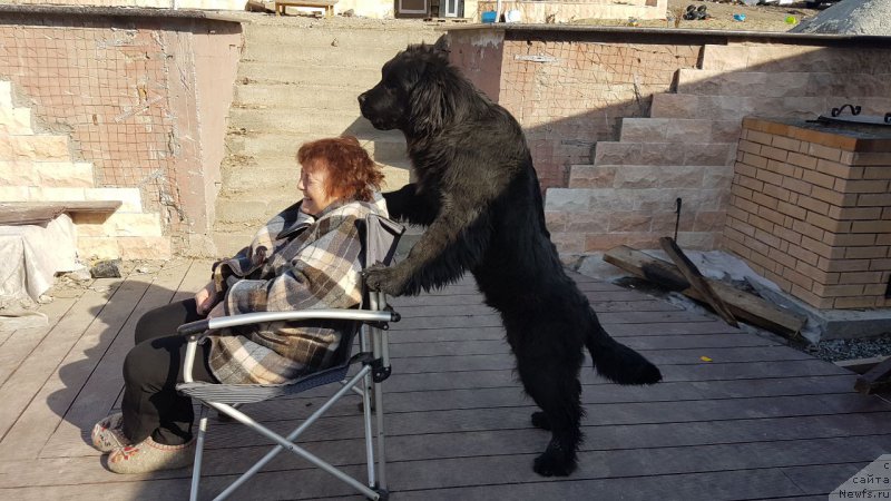 Фото: ньюфаундленд Talisman Morya Korvet (Талисман Моря Корвет)