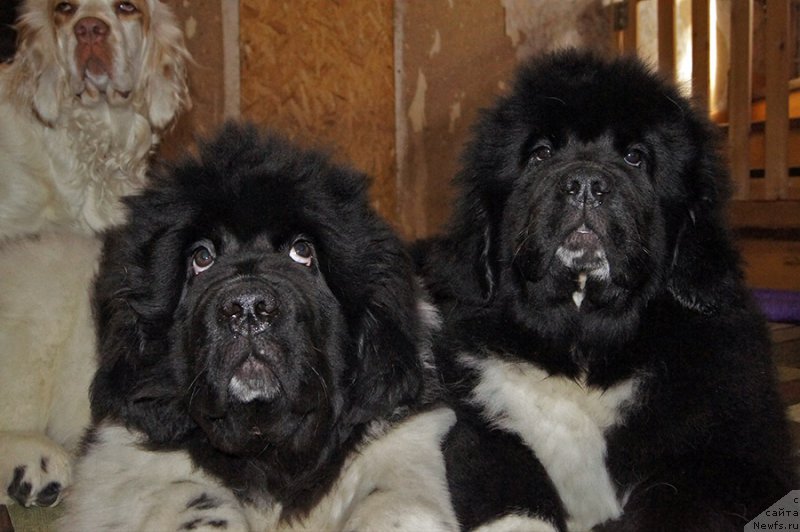 Фотография № 222074