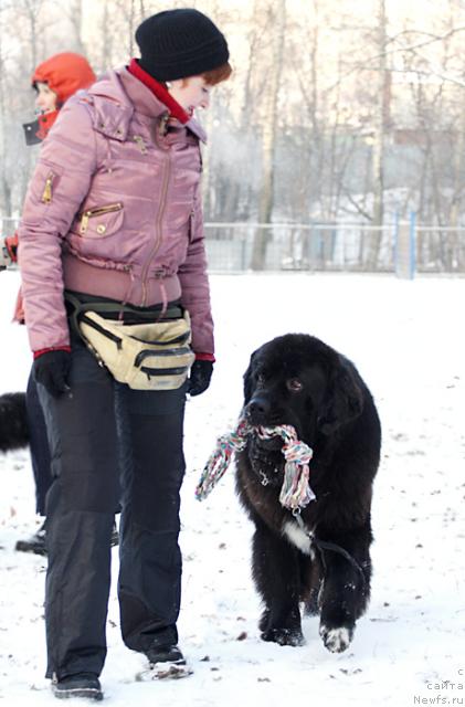 Фото: ньюфаундленд Jemchug Grand iz Unikal'noy Kollekcii (Жемчуг Гранд из Уникальной Коллекции)