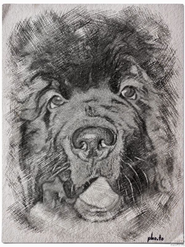 Фотография № 222091