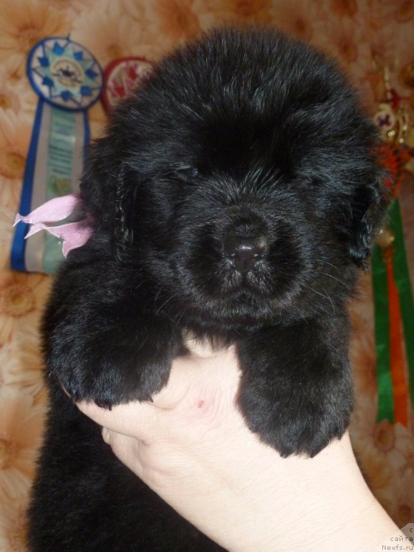 Фото: ньюфаундленд Dolce Vita Laskovyi Gigant