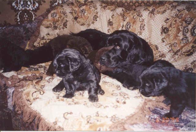 Фото: ньюфаундленд Galateya iz Medvej'ego YAra (Галатея из Медвежьего Яра)