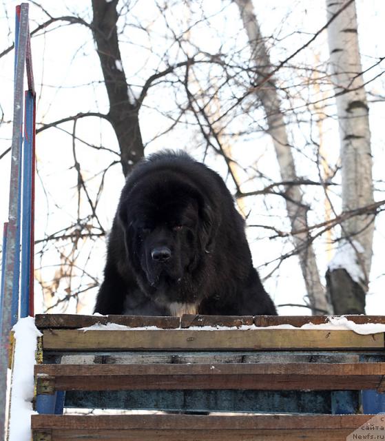 Фото: ньюфаундленд Jemchug Grand iz Unikal'noy Kollekcii (Жемчуг Гранд из Уникальной Коллекции)