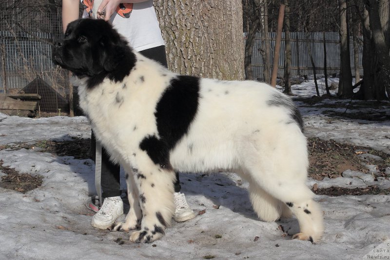 Фото: ньюфаундленд Elana Roksalana Hirts of Love (Елана Роксалана Хиртс оф Лове)