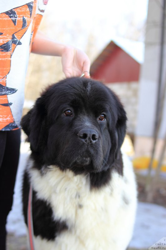 Фото: ньюфаундленд Elana Roksalana Hirts of Love (Елана Роксалана Хиртс оф Лове)