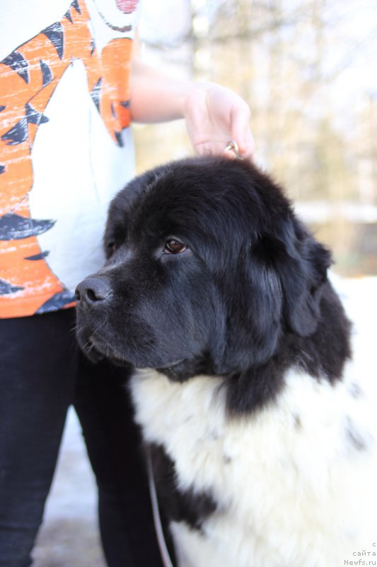 Фото: ньюфаундленд Elana Roksalana Hirts of Love (Елана Роксалана Хиртс оф Лове)