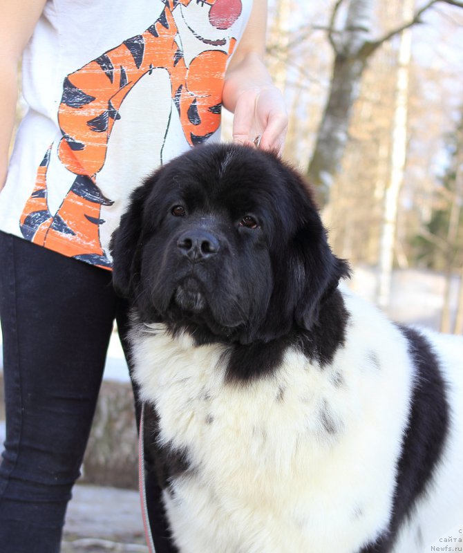 Фото: ньюфаундленд Elana Roksalana Hirts of Love (Елана Роксалана Хиртс оф Лове)