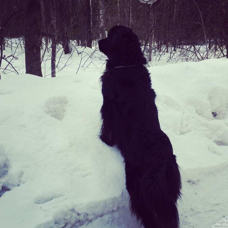Фото: ньюфаундленд Adelina Blagorodnaya L'vica (Аделина Благородная Львица)