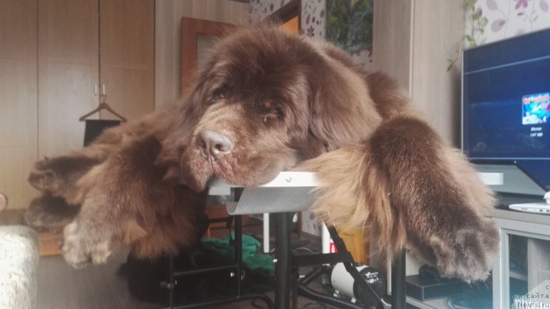 Фотография № 222110