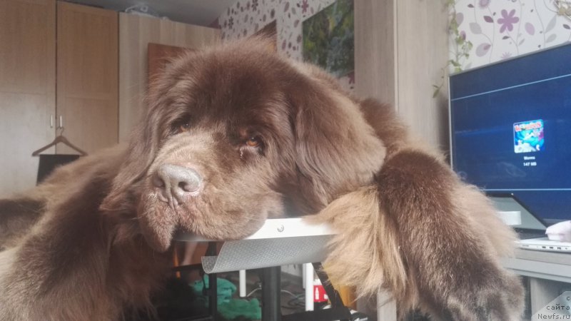 Фото: ньюфаундленд Chernyi Sharm Angel'skaya Krasota (Черный Шарм Ангельская Красота)