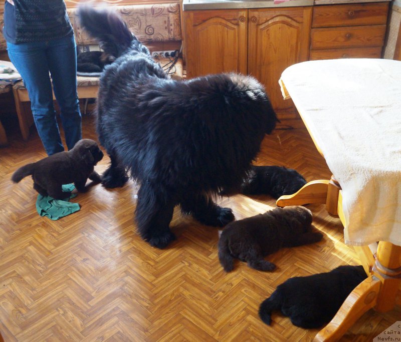 Фото: ньюфаундленд Charuyuschiy Chezario (Чарующий Чезарио)