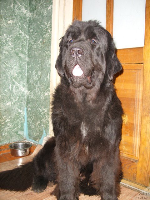 Фото: ньюфаундленд YEkselent B'yuti (Экселент Бьюти)