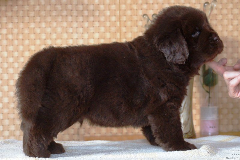 Фото: ньюфаундленд Apofeoz Bogov Zevs (Апофеоз Богов Зевс)