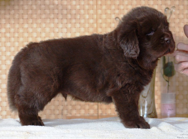 Фото: ньюфаундленд Apofeoz Bogov Zevs (Апофеоз Богов Зевс)