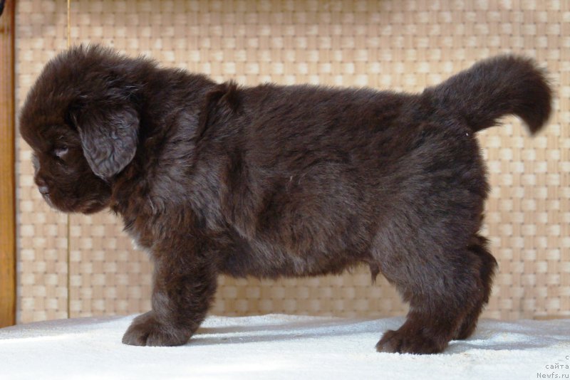 Фото: ньюфаундленд Apofeoz Bogov Zevs (Апофеоз Богов Зевс)